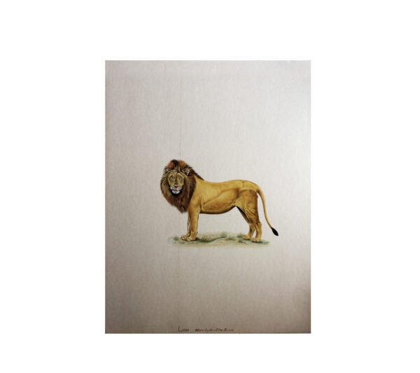 VINTAGE BEAUTIFUL LION PAINTING ON PAPER