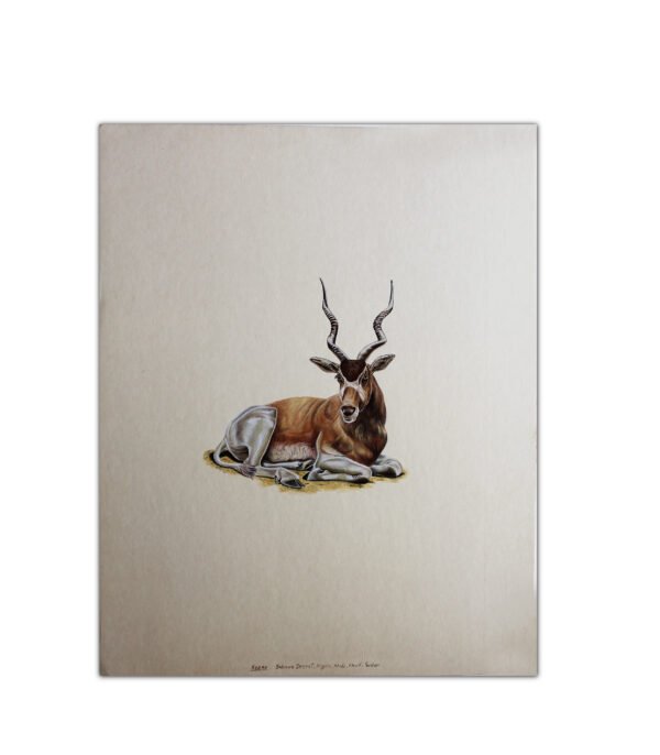 VINTAGE BEAUTIFUL DEER  PAINTING ON PAPER